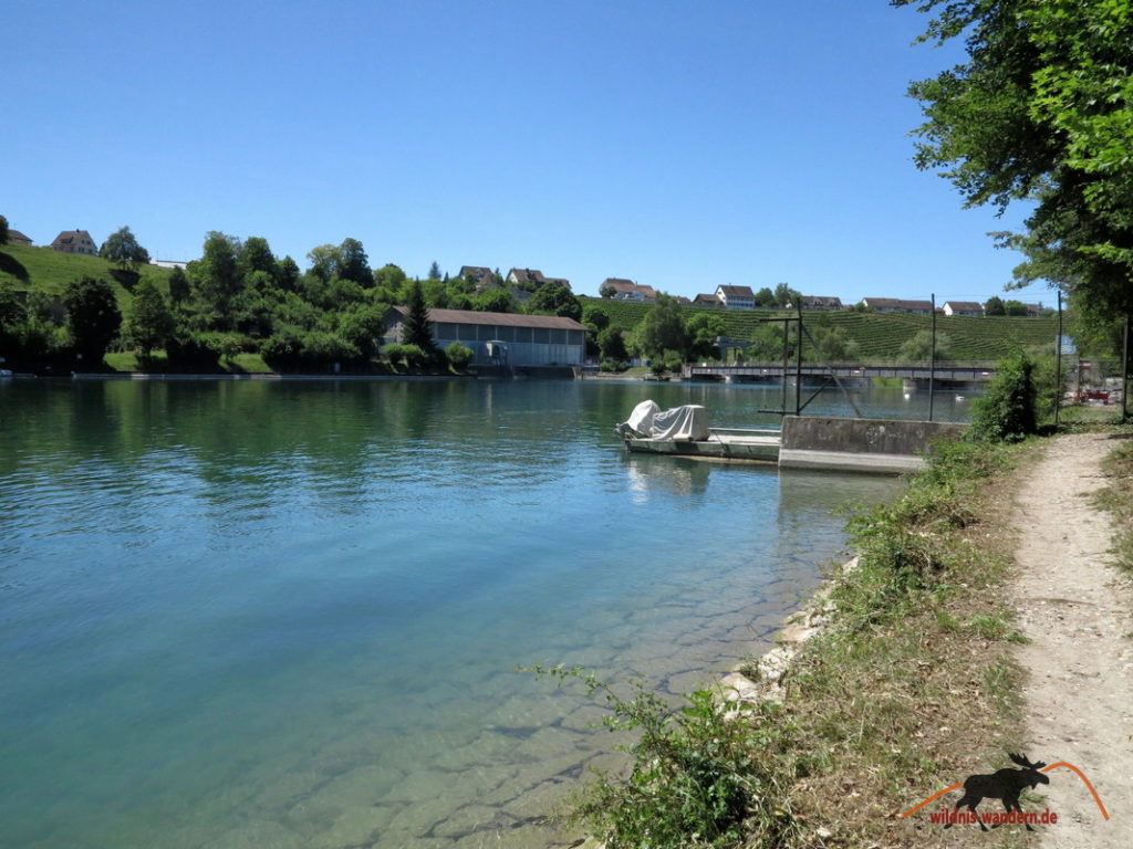 Von Rheinau zum Rheinfall wildniswandern.de