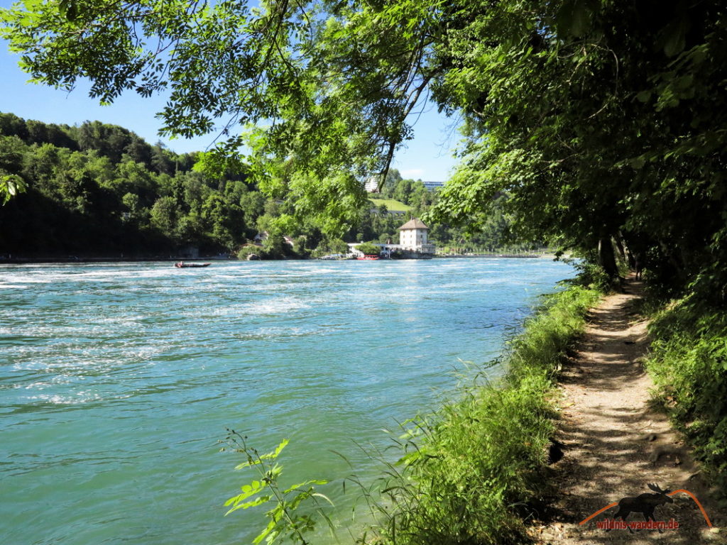 Von Rheinau zum Rheinfall wildniswandern.de