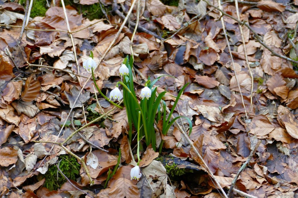 Märzenbecher-Wanderung