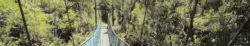Neuseeland - Charming Creek North Walkway