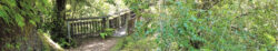 Neuseeland - Whirinaki Waterfall Loop