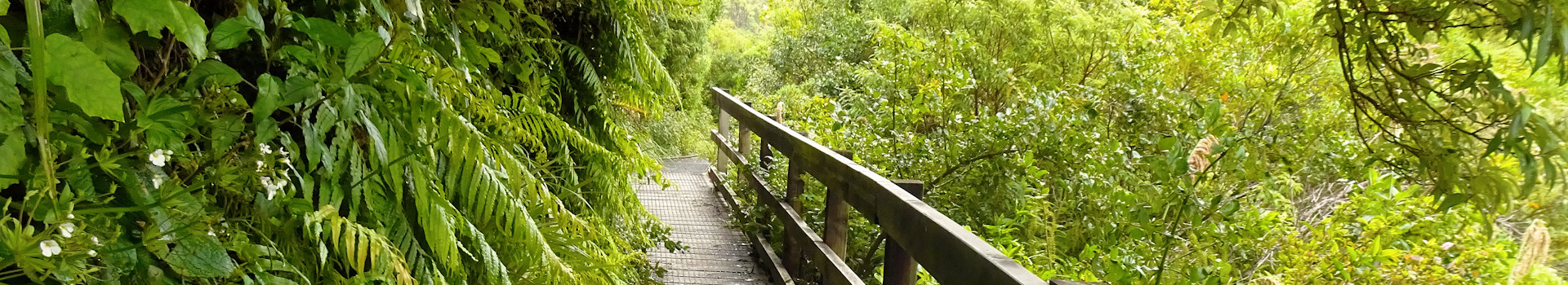 Neuseeland – Wilkies Pools Loop – Ridge Loop – Waingongoro Track