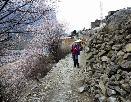 Mandelblüte vor Upper Pisang.