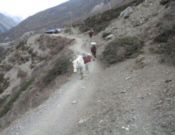 Auf dem Weg nach Yak Kharka.