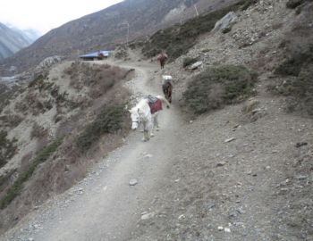 Auf dem Weg nach Yak Kharka.
