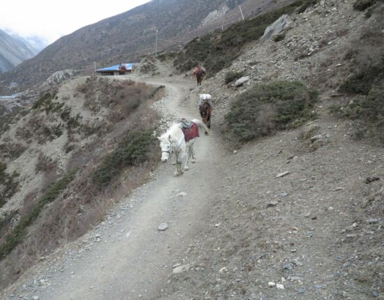 Auf dem Weg nach Yak Kharka.
