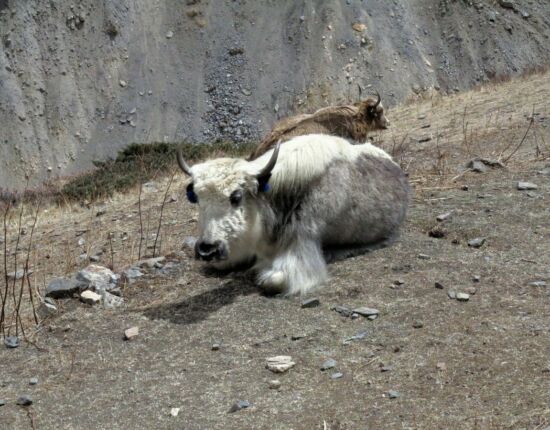 Das karge Land dient den Yaks als Weideland.
