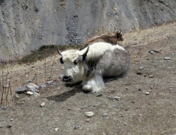Das karge Land dient den Yaks als Weideland.