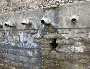 Kuhkopf als Wasserspeier.