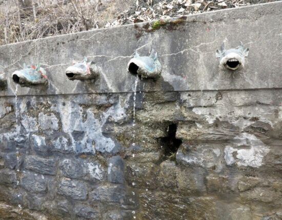 Kuhkopf als Wasserspeier.