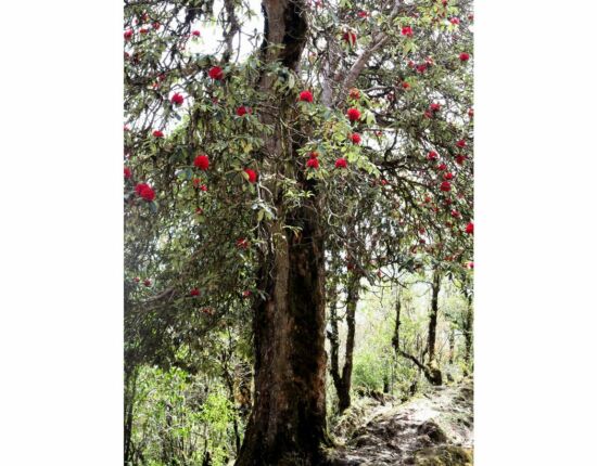 Aufstieg nach Ghorepani.