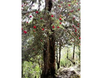 Aufstieg nach Ghorepani.