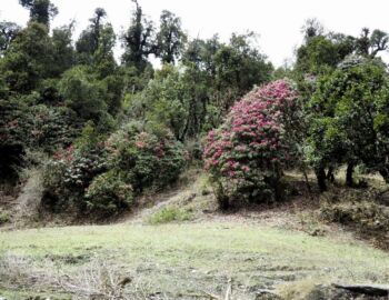 Aufstieg nach Ghorepani.