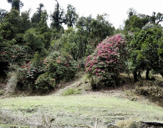Aufstieg nach Ghorepani.