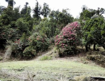 Aufstieg nach Ghorepani.