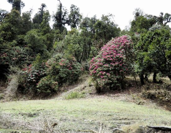 Aufstieg nach Ghorepani.
