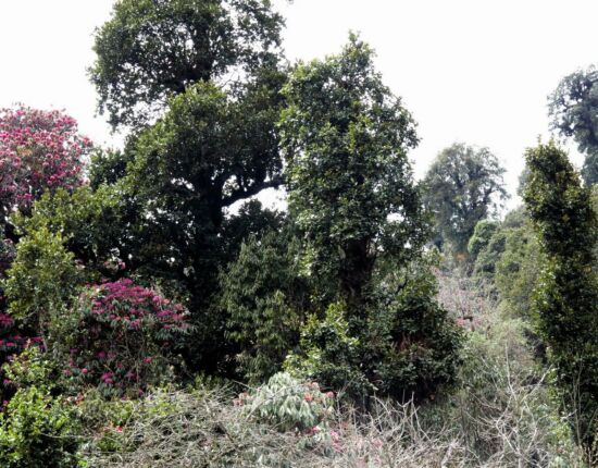 Aufstieg nach Ghorepani.