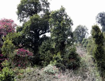 Aufstieg nach Ghorepani.