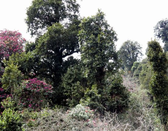 Aufstieg nach Ghorepani.