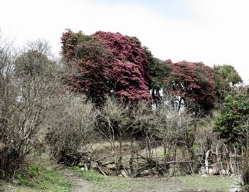 Aufstieg nach Ghorepani.