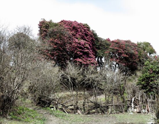 Aufstieg nach Ghorepani.