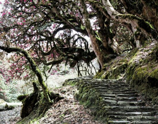 Aufstieg nach Ghorepani.