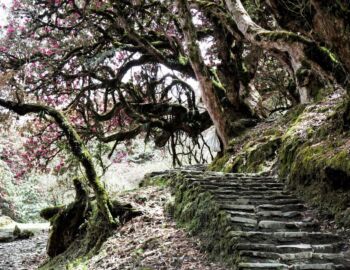 Aufstieg nach Ghorepani.