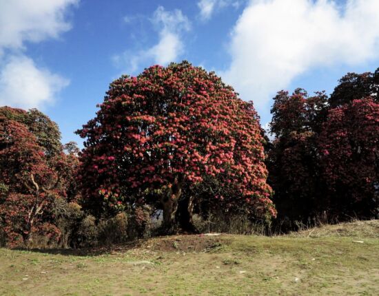 Vor dem Deurali-Pass.