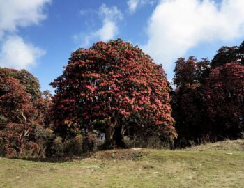 Vor dem Deurali-Pass.