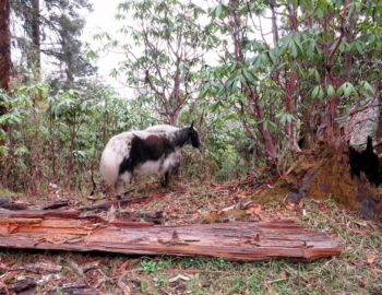 Abstieg im Regen nach Ghandruk.