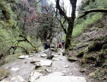 Abstieg im Regen nach Ghandruk.