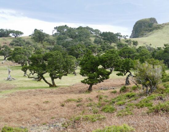 Landschaft von Fanal.