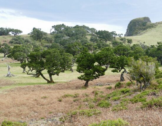 Landschaft von Fanal.