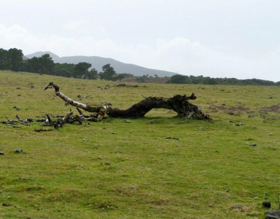 Landschaft von Fanal.