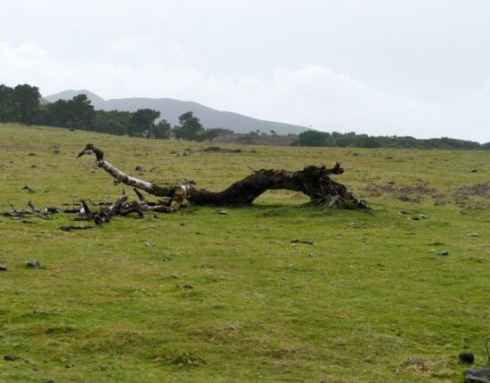 Landschaft von Fanal.