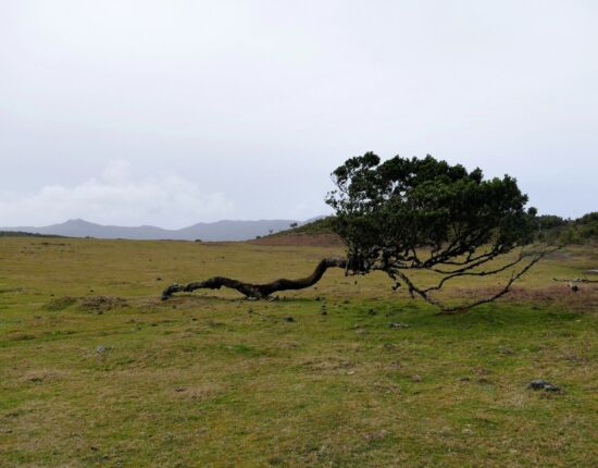 Landschaft von Fanal.