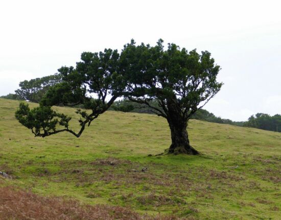 Landschaft von Fanal.