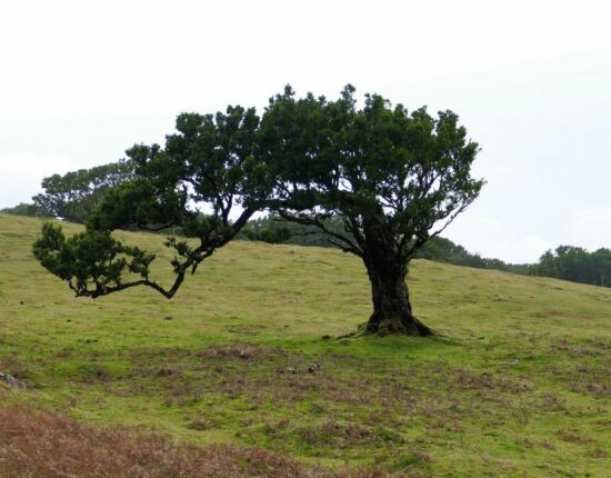 Landschaft von Fanal.