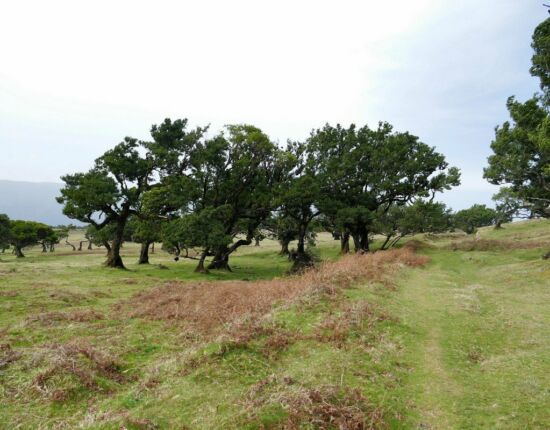 Landschaft von Fanal.