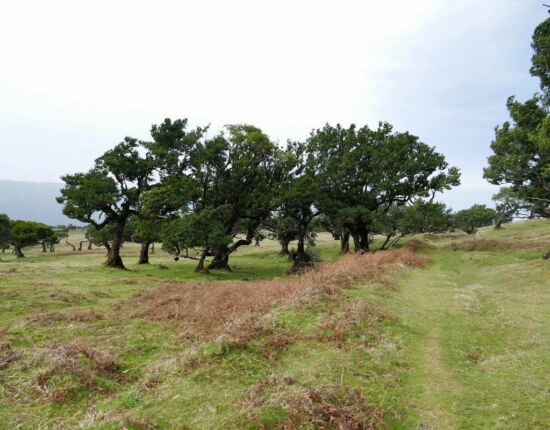 Landschaft von Fanal.