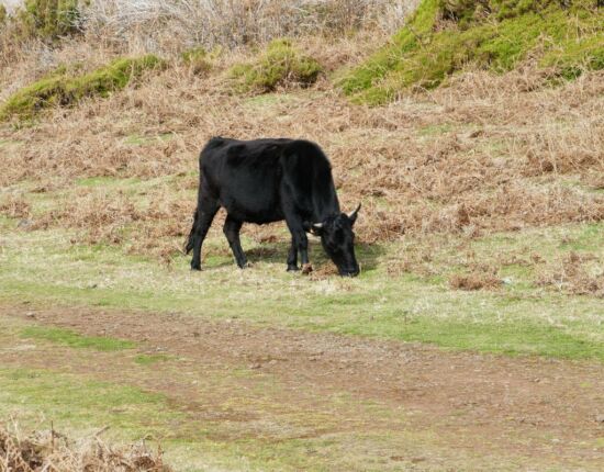 Kühe grasen hier friedlich.