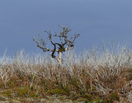 Landschaft von Fanal.