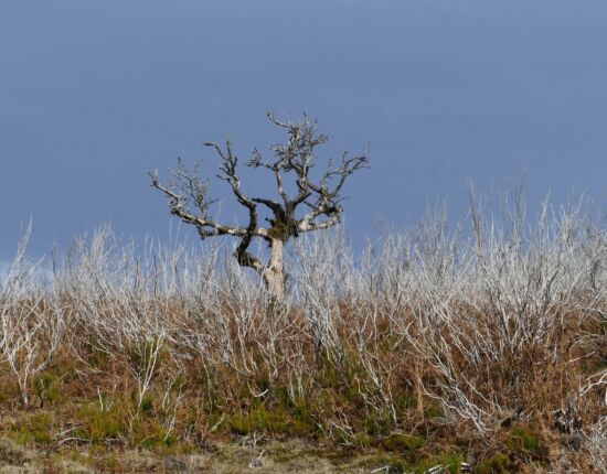 Landschaft von Fanal.