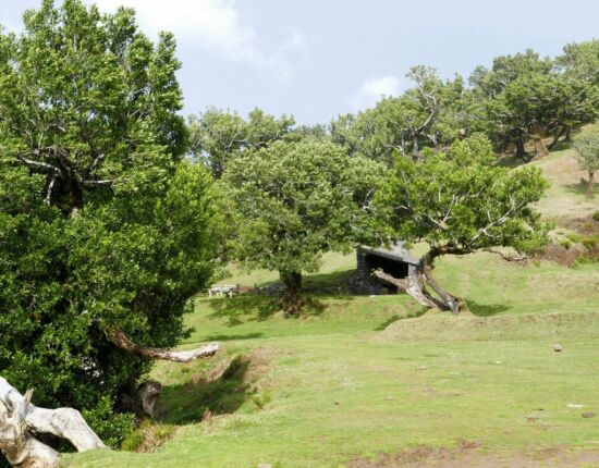 Landschaft von Fanal.