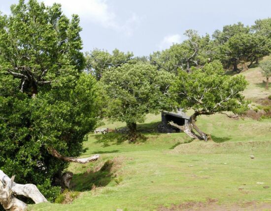 Landschaft von Fanal.