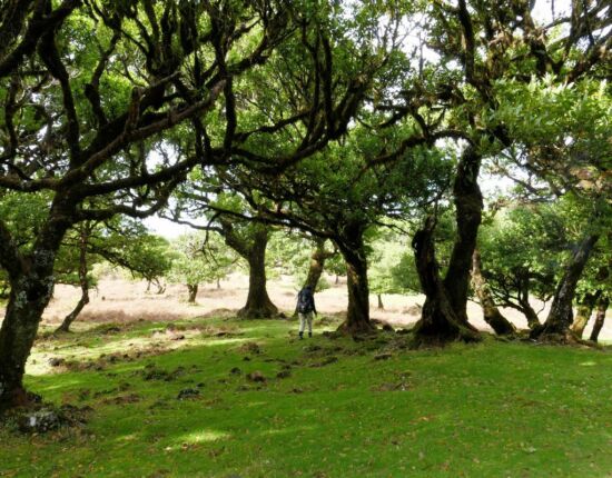 Landschaft von Fanal.