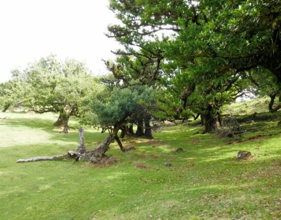 Landschaft von Fanal.