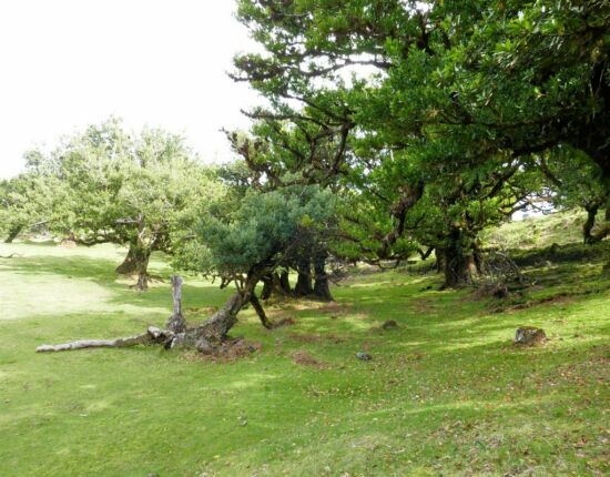 Landschaft von Fanal.