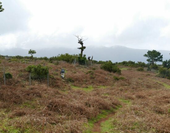 Landschaft von Fanal.