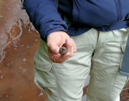 Eukalyptussamen mit 3 Öffnungen sind etwas Besonderes: sie bringen Glück.